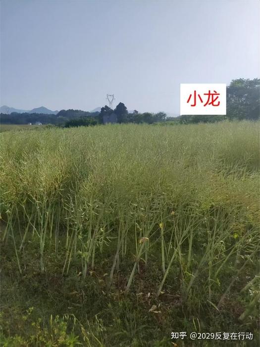 v2-302b8a3d8c9a56de1f03e66401553ea5_1440w.jpg